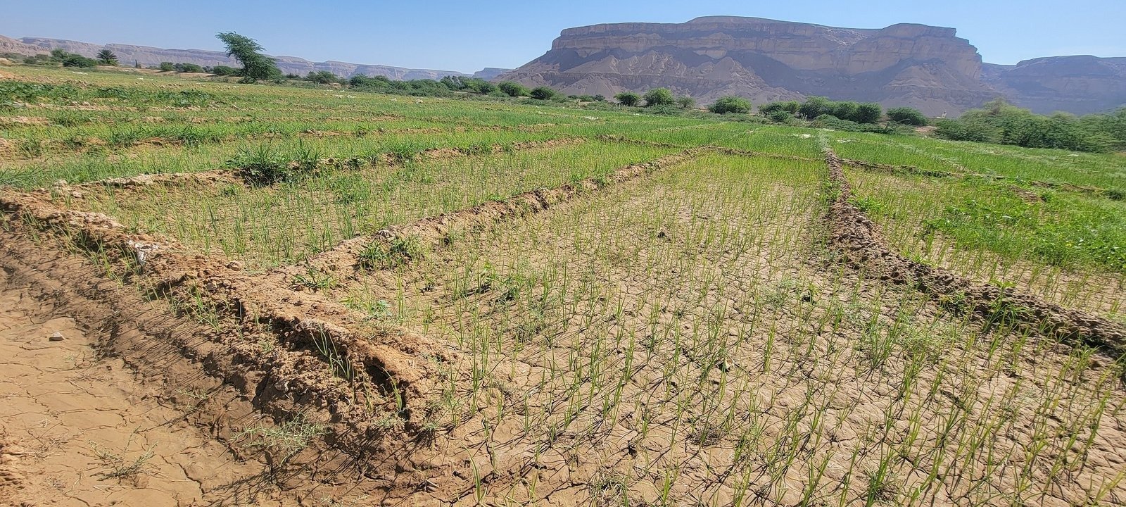 مزارعو البصل في مأرب: إيقاف التصدير يضاعف الكساد والخسائر