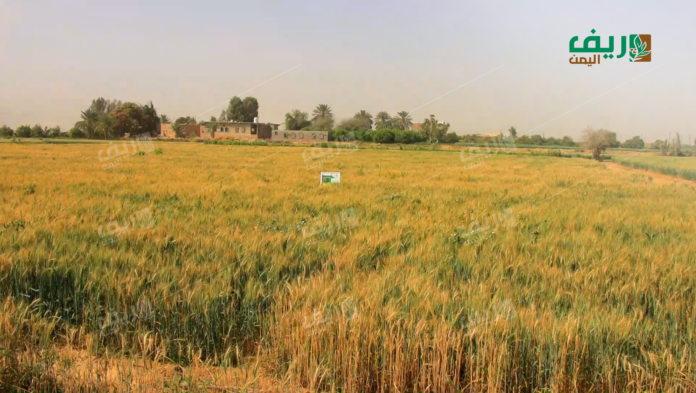 مزارعو القمح في مأرب: بين شح الإمكانات وتقلبات المناخ