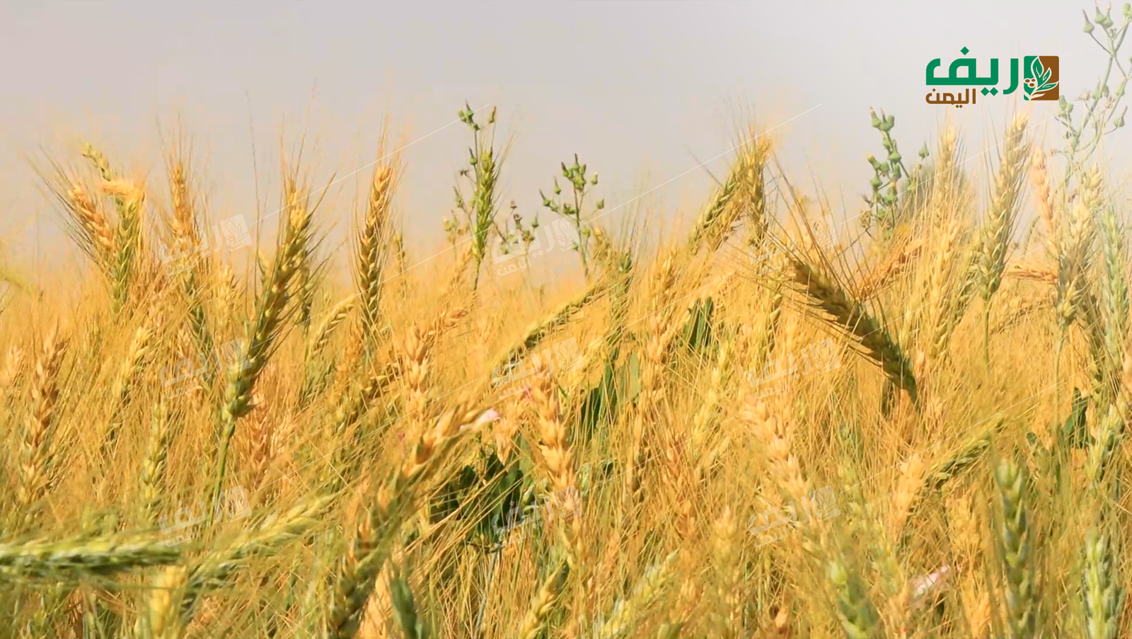 مزارعو القمح في مأرب: بين شح الإمكانات وتقلبات المناخ