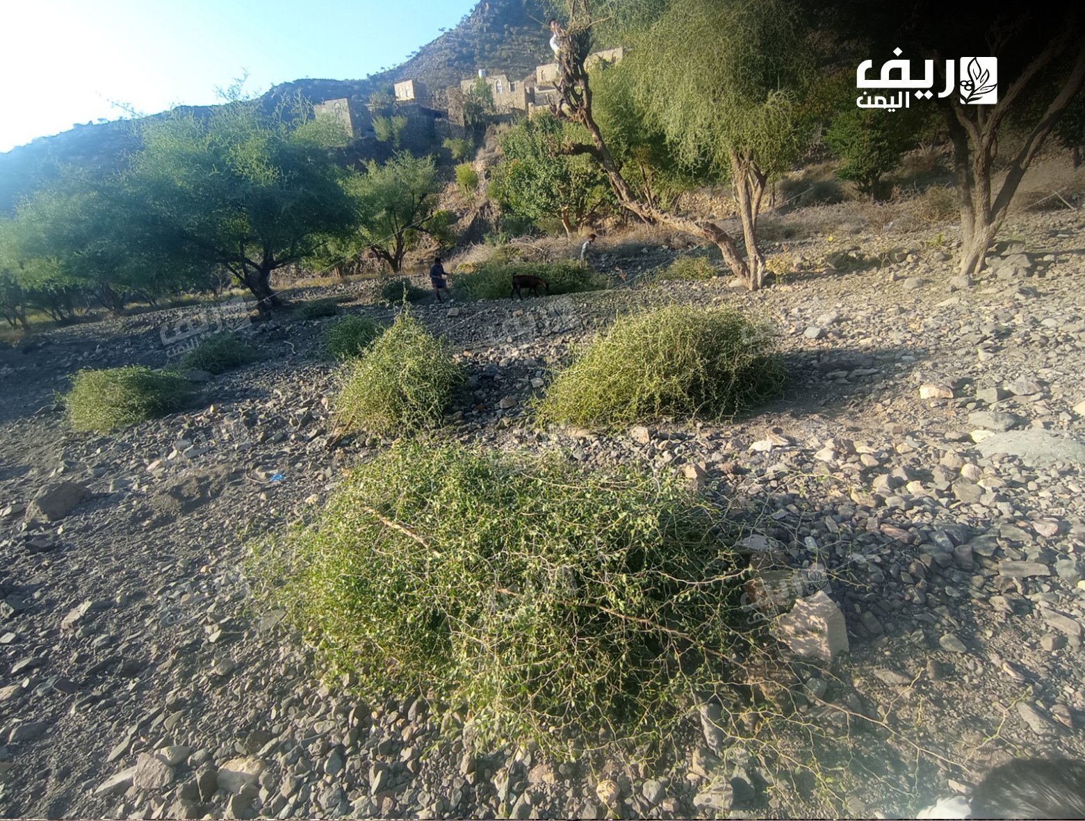 "الوكيرة"تقليد ريفي لمواجهة الجفاف في تعز