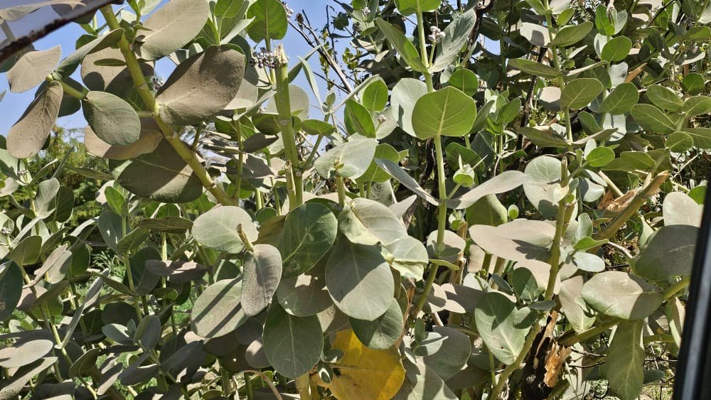 ‹العُشّار› نبات يجمع بين السُمّ والدواء