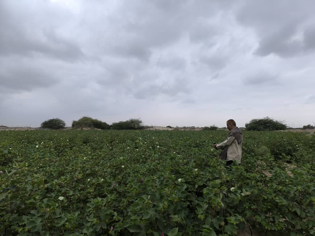 دلتا أبين تفقد ذهبها الأبيض بسبب الجفاف والإهمال