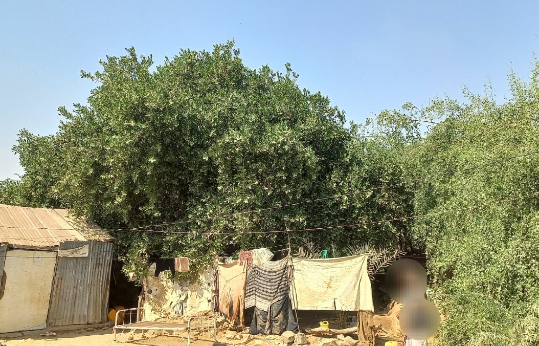 أشجار “الضبر المعمرة” وجود يتحدى الانقراض