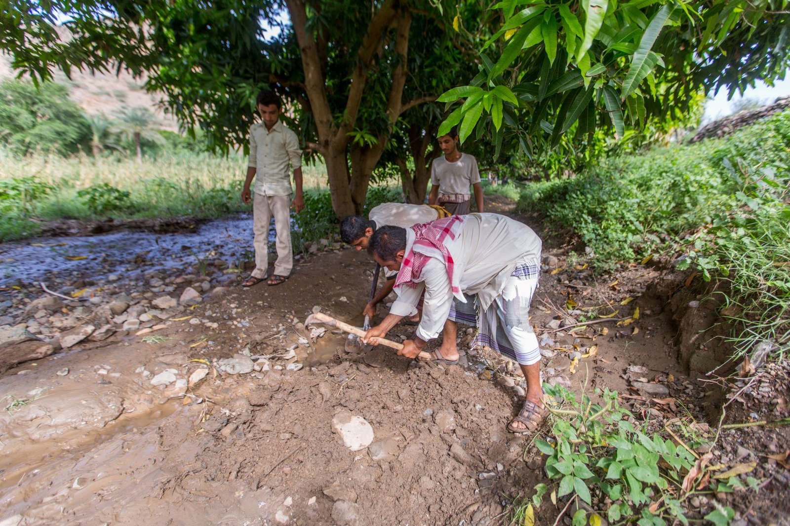 الزراعة اليمنية بين ضعف التأهيل وتراجع الانتاج
