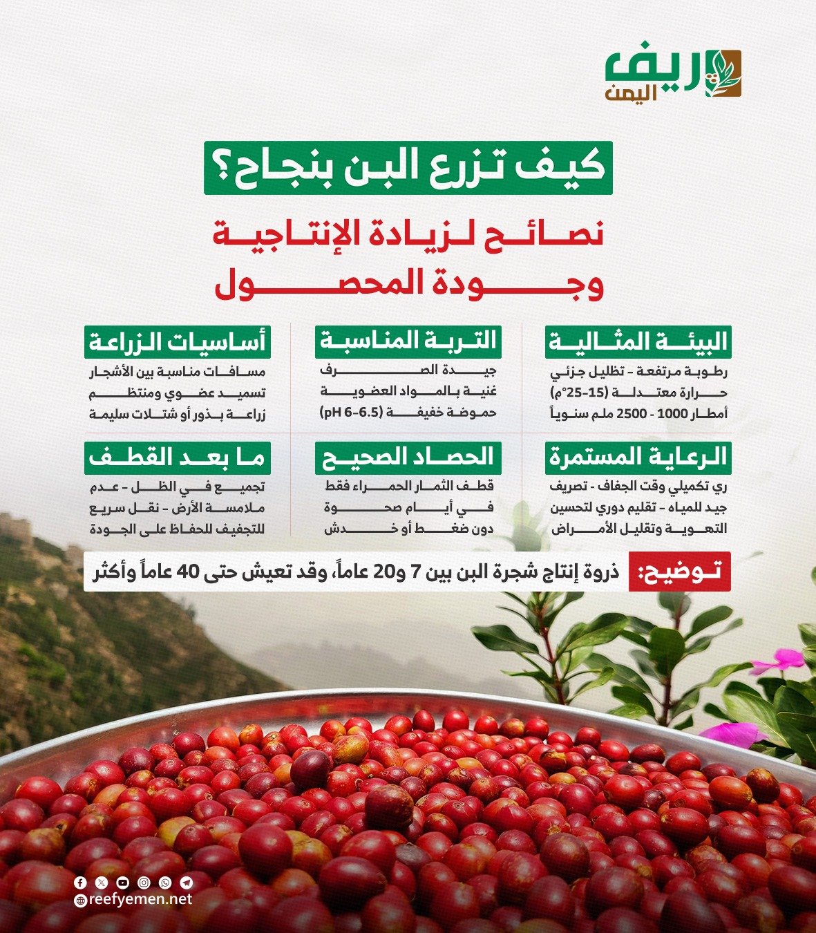 كيف تزرع البن بنجاح؟.. نصائح لزيادة الإنتاجية