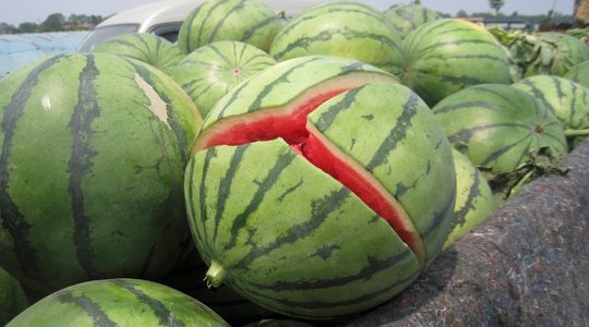 أسباب تشقق ثمار البطيخ