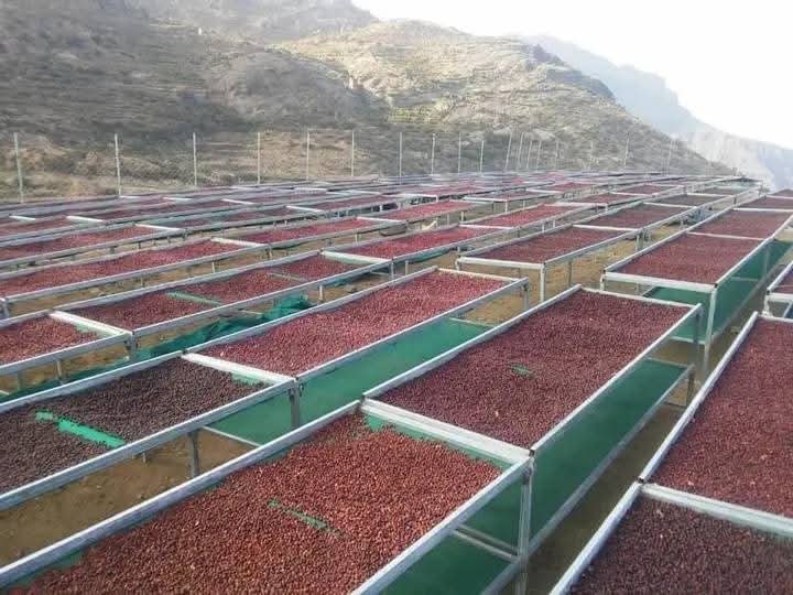 المزارعون اليمنيون.. حصاد وفير وعائد لا يغطي التكاليف