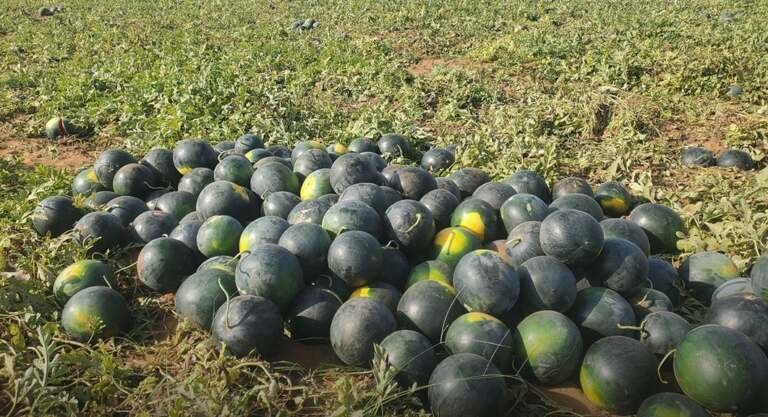 مزارع البطيخ في تهامة