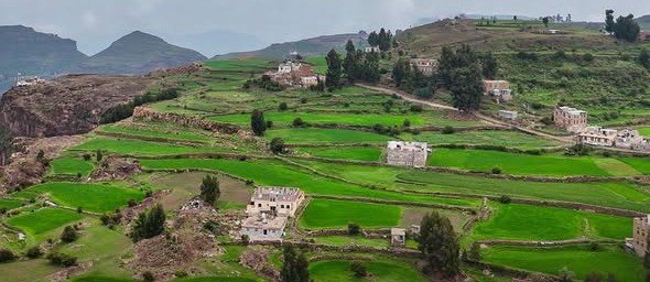 غابة المحجر: لوحة خضراء تعانق الضباب