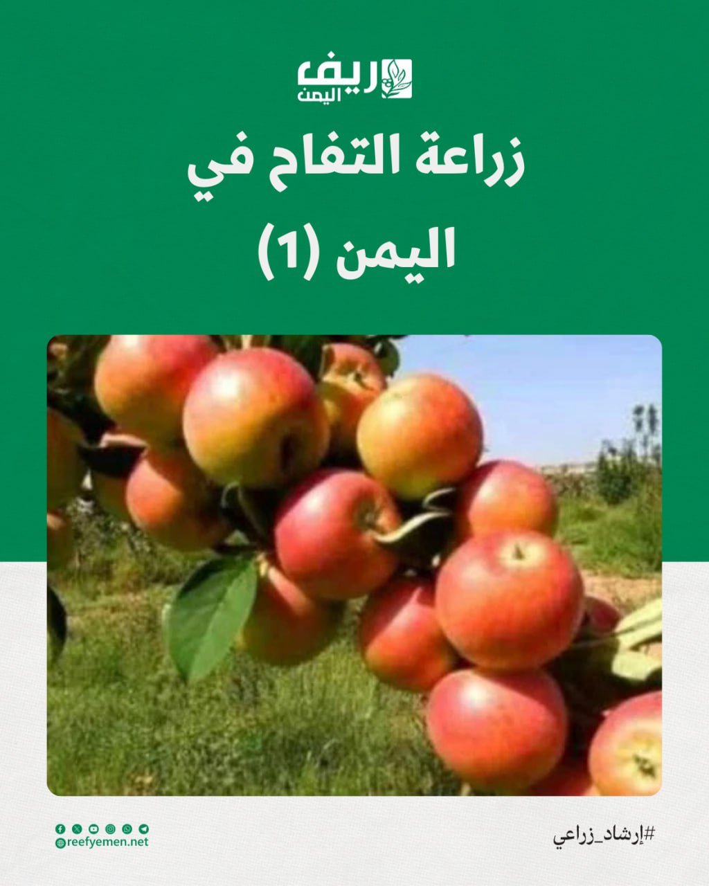 زراعة التفاح: كيف تزيد الإنتاج وما هي أفضل الظروف المناخية؟