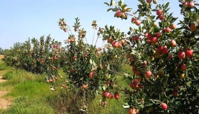 Apple cultivation2