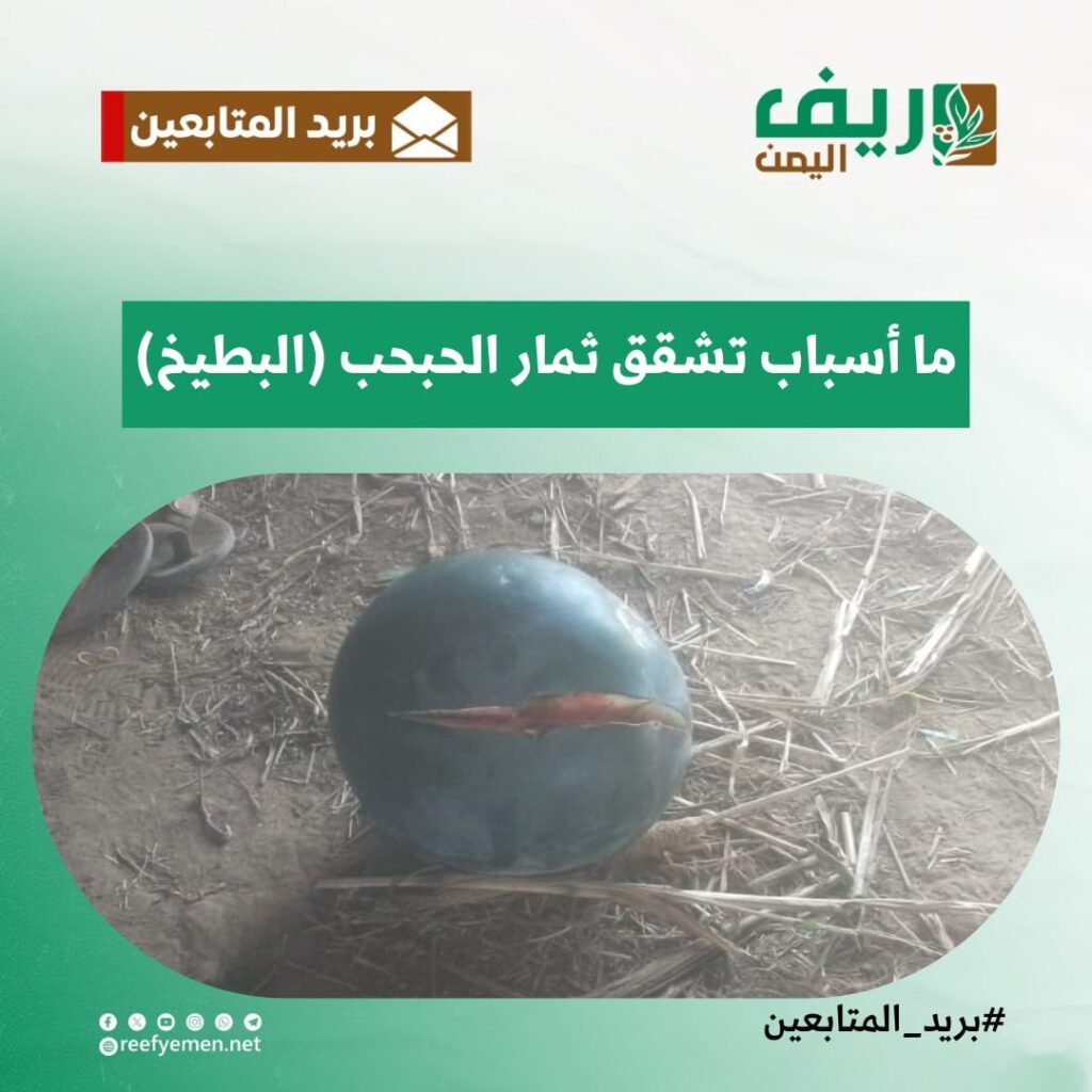 أسباب تشقق ثمار البطيخ
