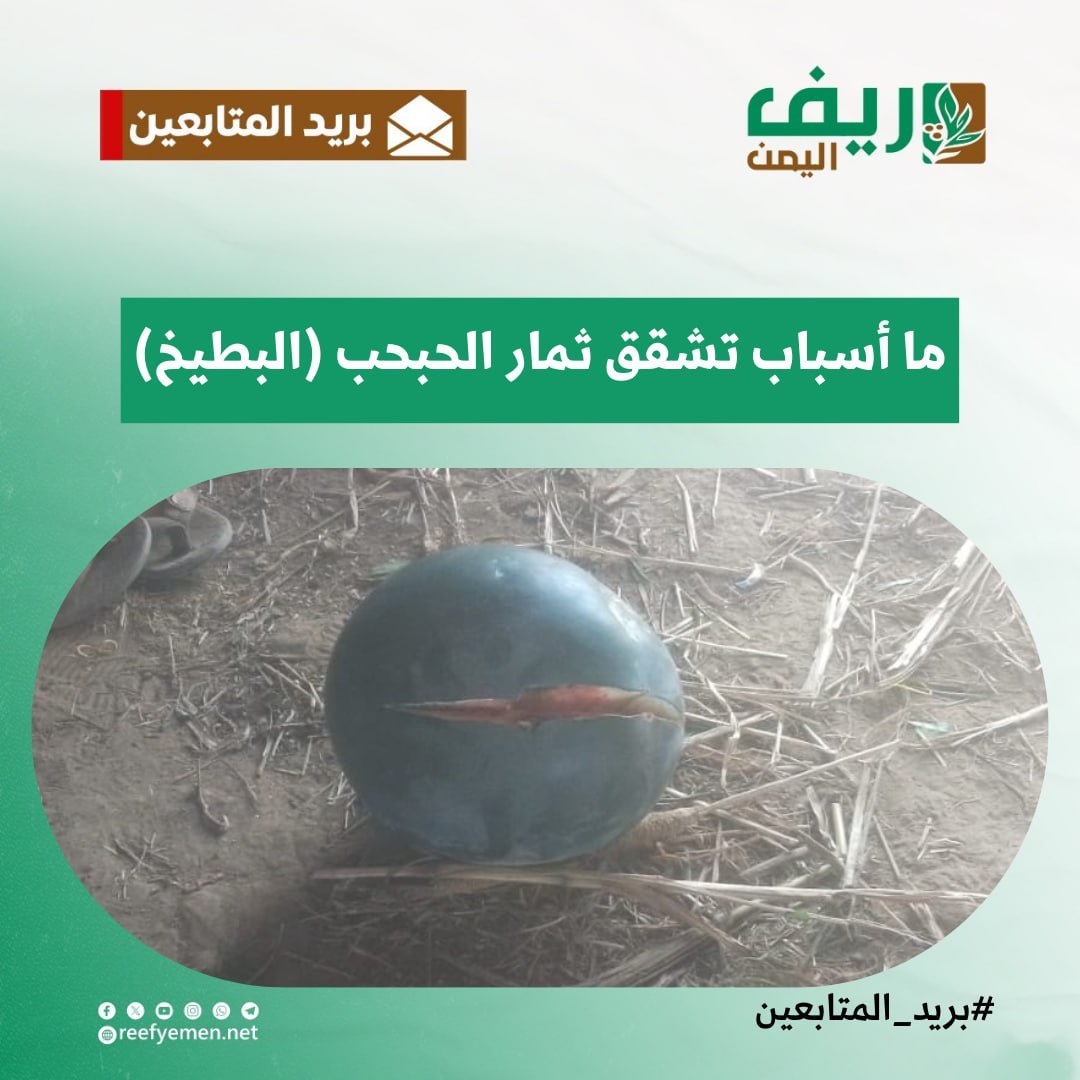 أسباب تشقق ثمار الحبحب (البطيخ)؟