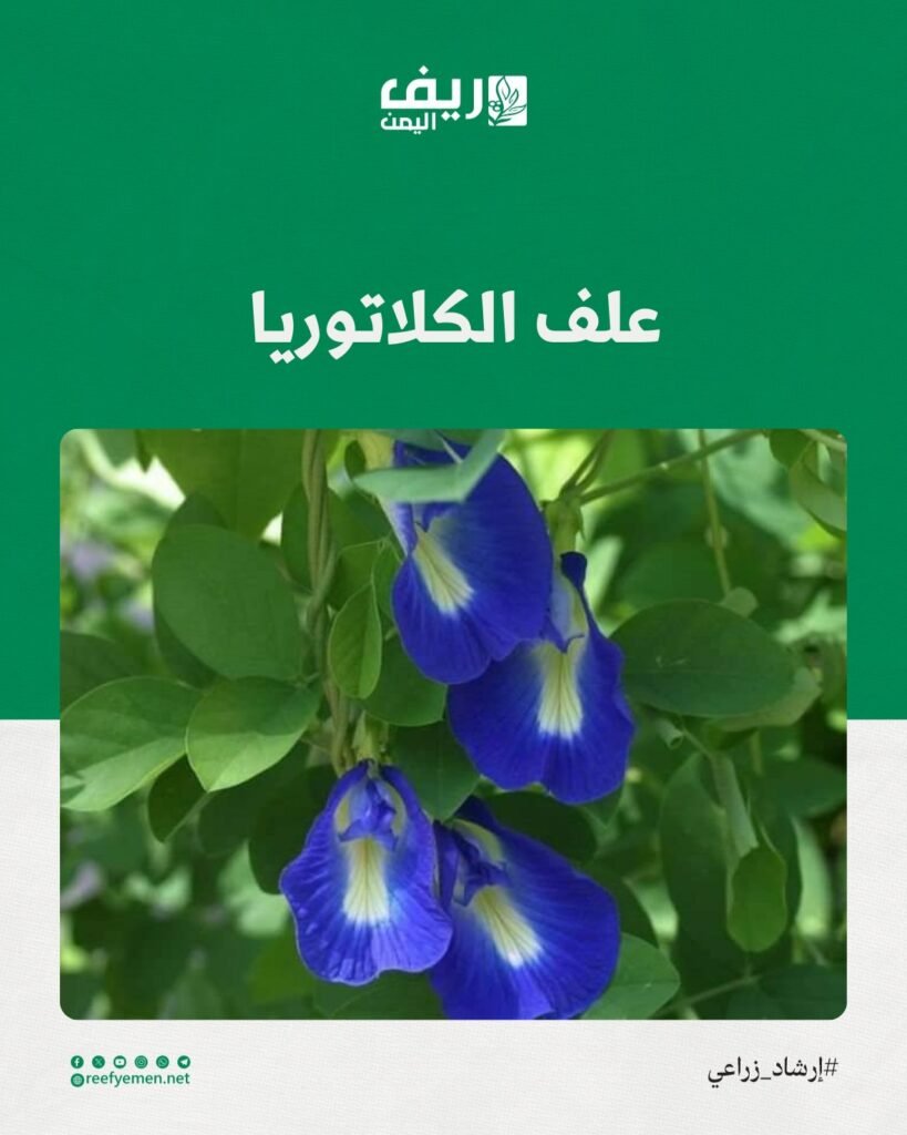 طريقة زراعة علف الكلاتوريا وفوائده للمواشي