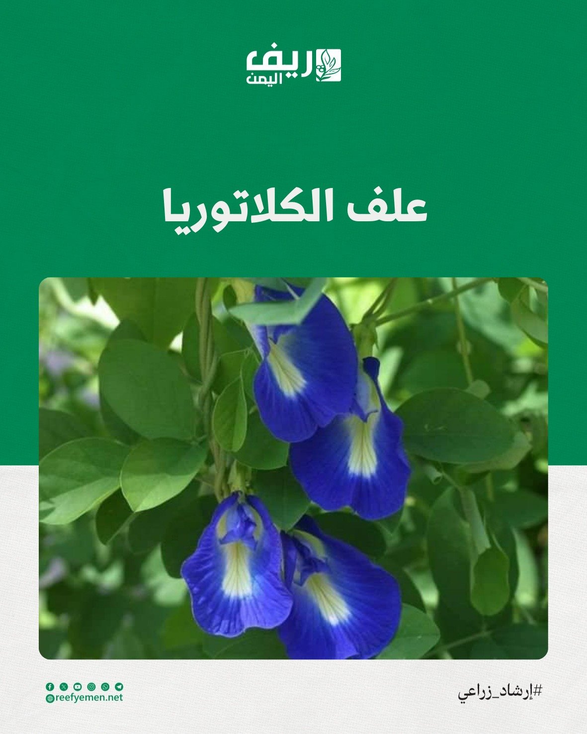 طريقة زراعة علف الكلاتوريا وفوائده للمواشي