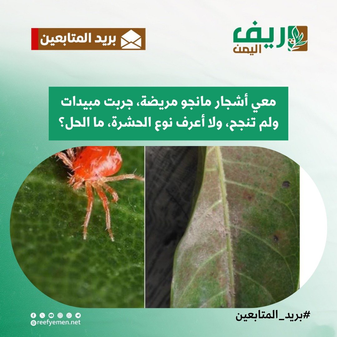 ماذا تعرف عن آفة أكاروس العنكبوت الأحمر وكيفية الوقاية؟