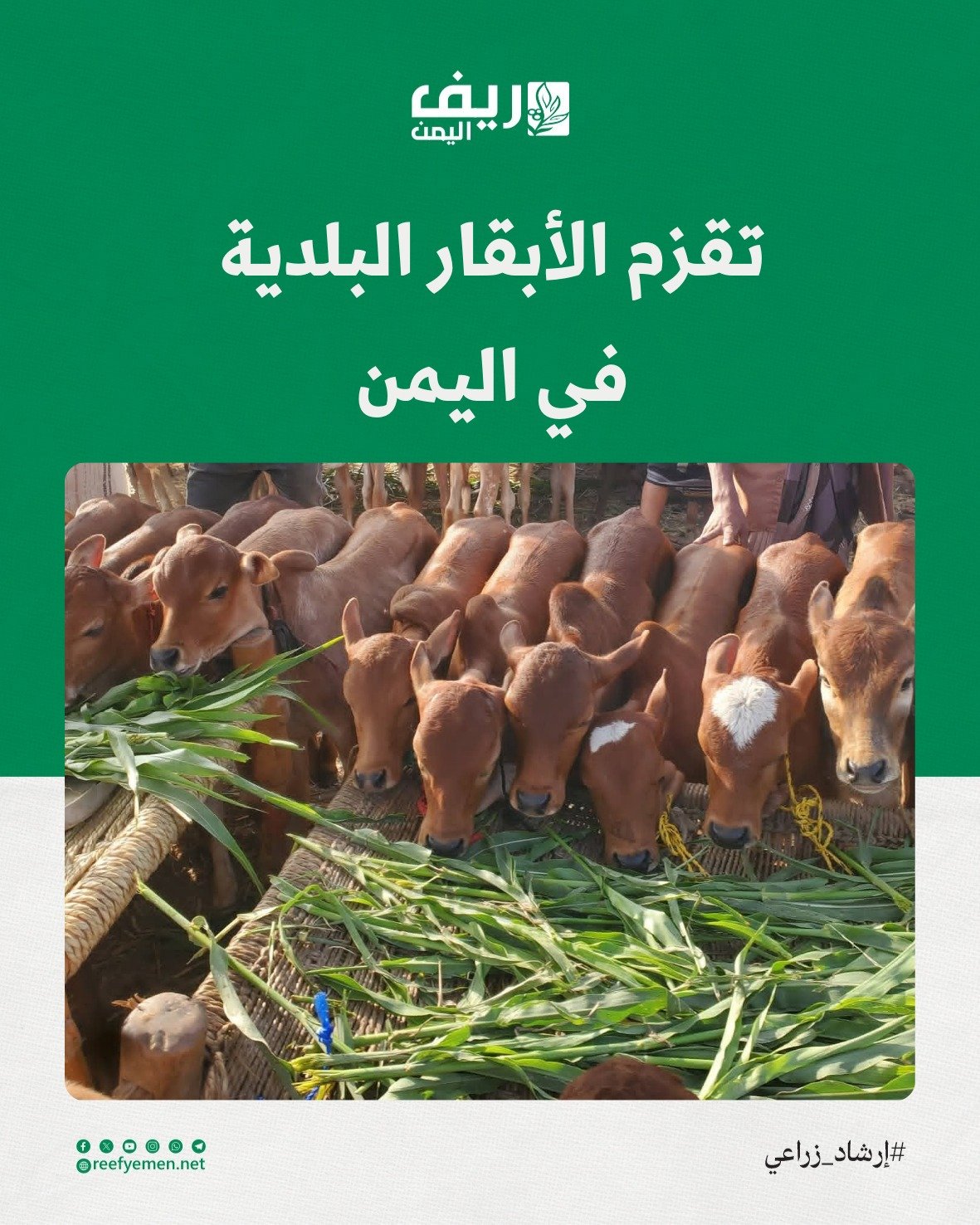 تقزم الأبقار البلدية في اليمن.. الأسباب والحلول