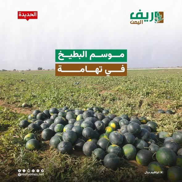 زراعة الحبحب (البطيخ) في تهامة