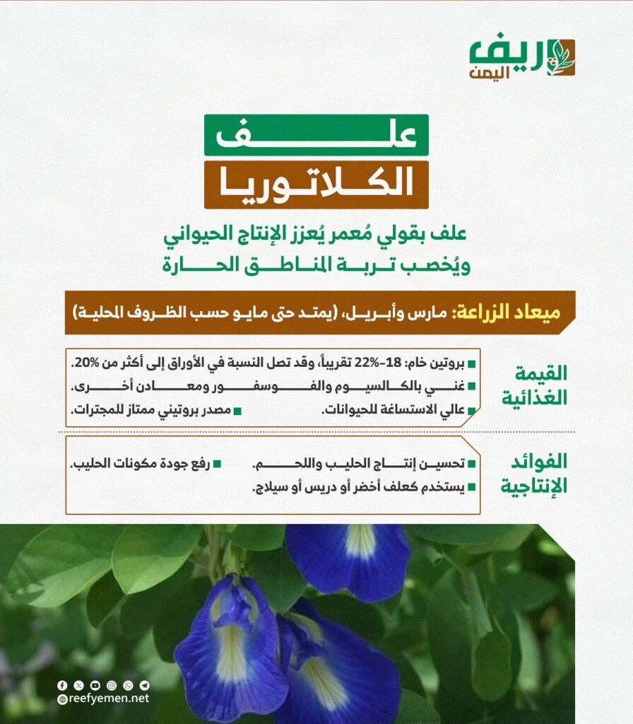 طريقة زراعة علف الكلاتوريا وفوائده للمواشي