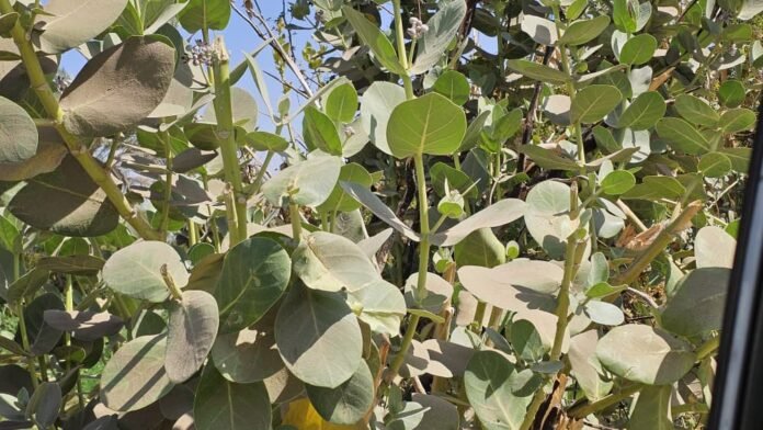 ‹العُشّار› نبات يجمع بين السُمّ والدواء