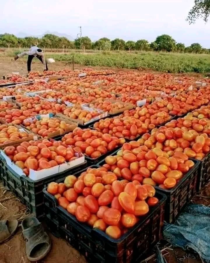 المزارعون اليمنيون.. حصاد وفير وعائد لا يغطي التكاليف