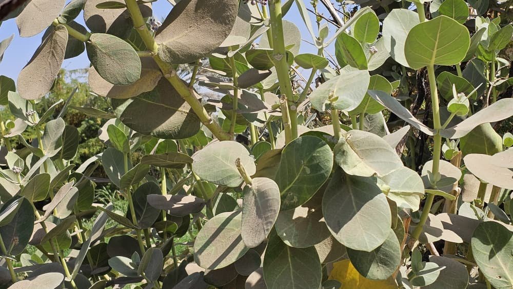 العُشّار.. نبات يجمع بين السُمّ والدواء