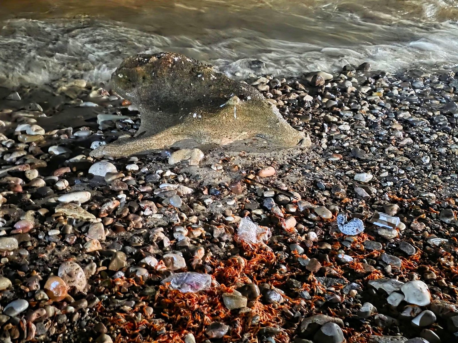المكلا.. نفوق أسماك الجمبري ‹الروبيان› يثير قلق الصيادين