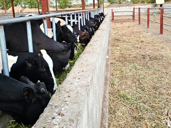 إنتاج الحليب في الحديدة.. كيف تحولت وعود الدعم إلى كابوس؟