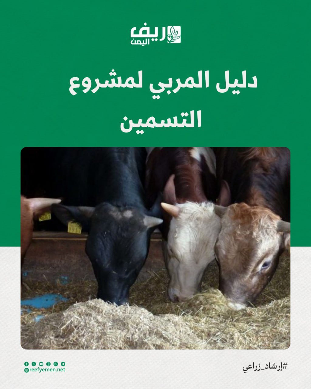 دليل نجاح مشروع تسمين الماشية