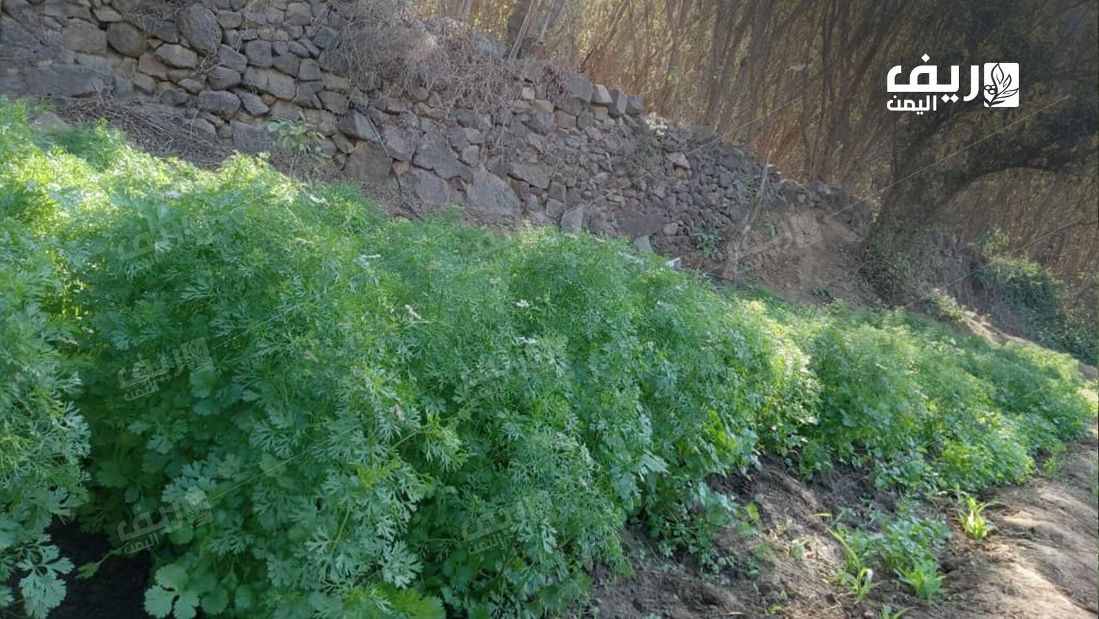 الزراعة الرمضانية.. الحفاظ على إرث الأجداد