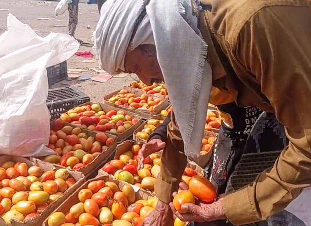 مزارعو الطماطم في ‹دلتا تُبن› بين الخسارة والإفلاس
