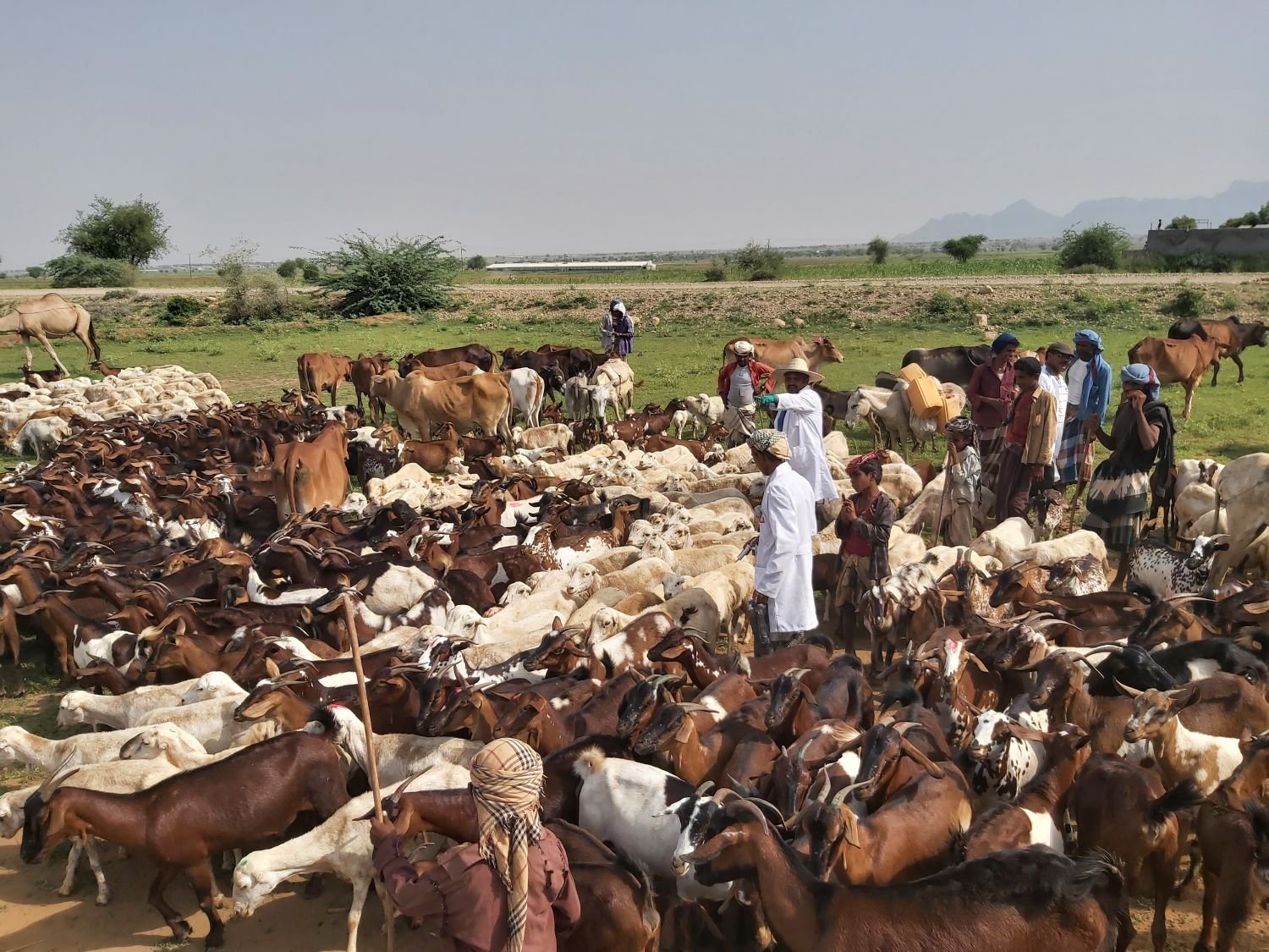 المزارعون في اليمن بين آمال الوفرة ومخاوف الفيضانات