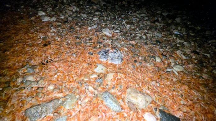 المكلا.. نفوق أسماك الجمبري ‹الروبيان› يثير قلق الصيادين