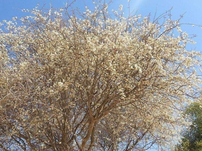 Al-Dhubaya Tre شجرة الضباية.. ما أهميتها للنحل؟