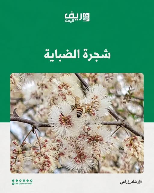 شجرة الضباية وعسلها: الخصائص والأهمية للنحالين