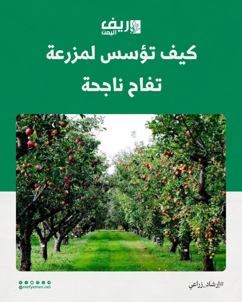 كيف تؤسس لمزرعة تفاح ناجحة؟