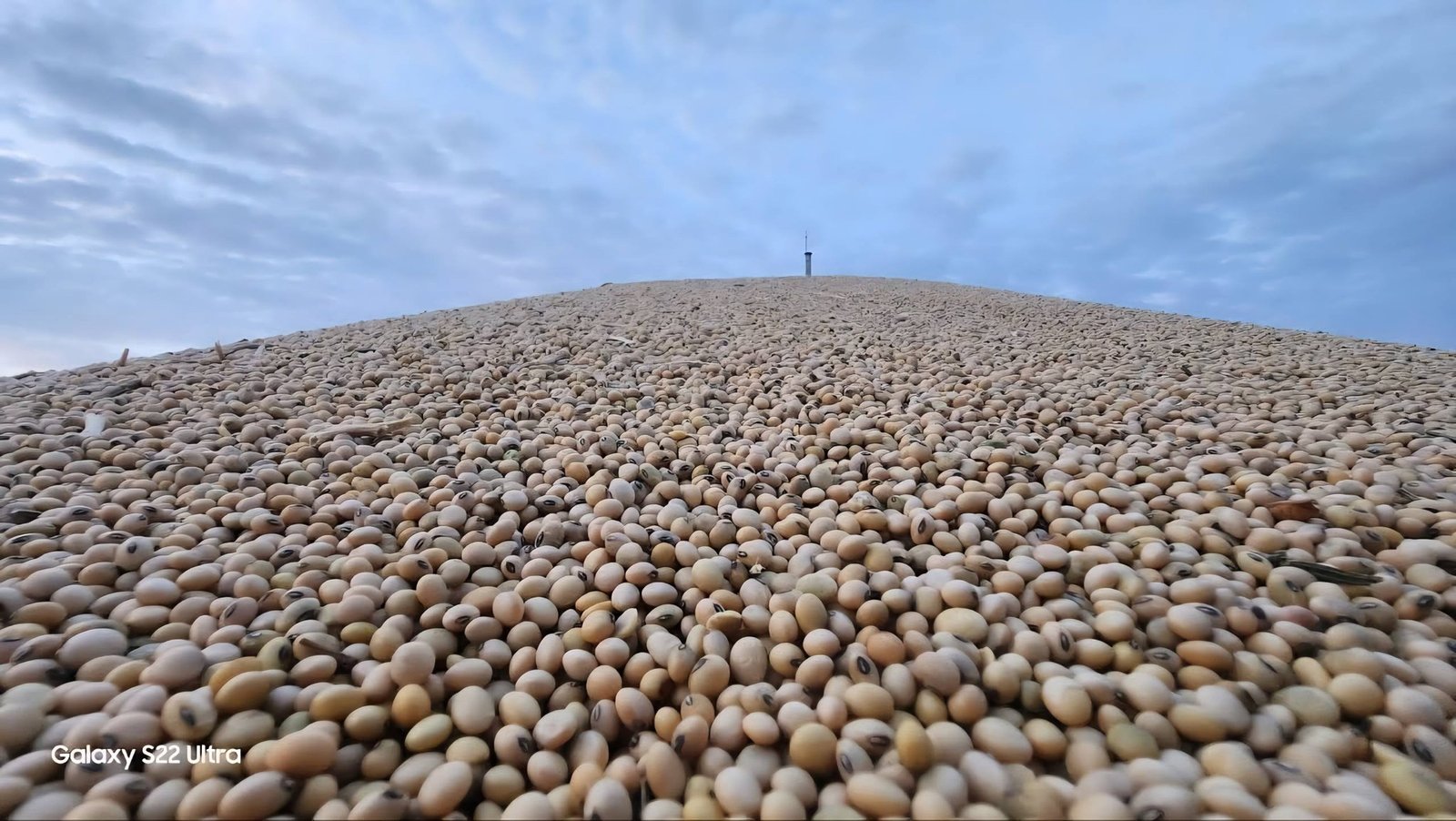 حصاد فول الصويا في الحديدة