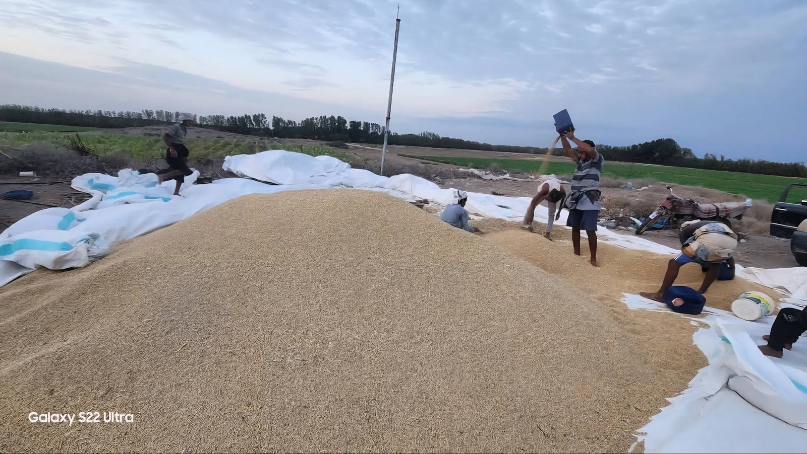 حصاد فول الصويا في الحديدة