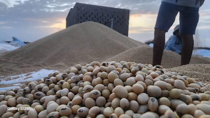 حصاد فول الصويا في الحديدة