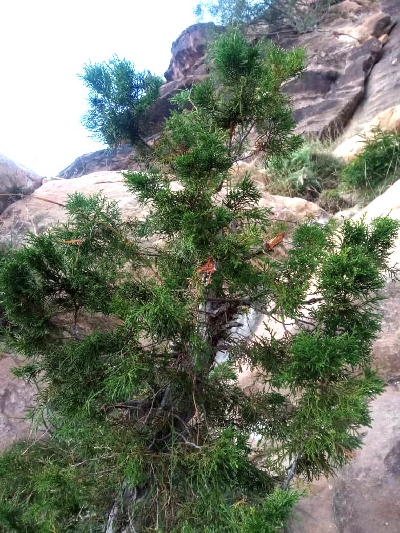 ‹شجرة الفروش› عطر الجبال المهدد بالاندثار