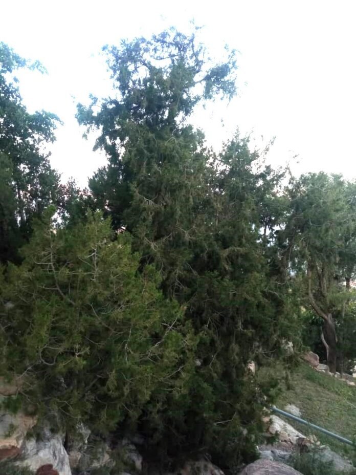 ‹شجرة الفروش› عطر الجبال المهدد بالاندثار