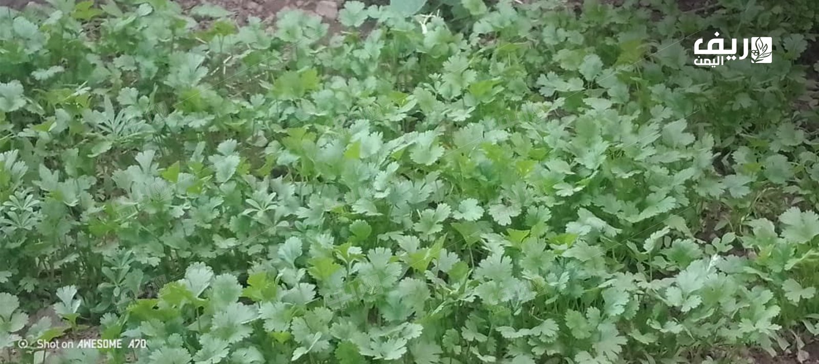 الزراعة الرمضانية.. الحفاظ على إرث الأجداد