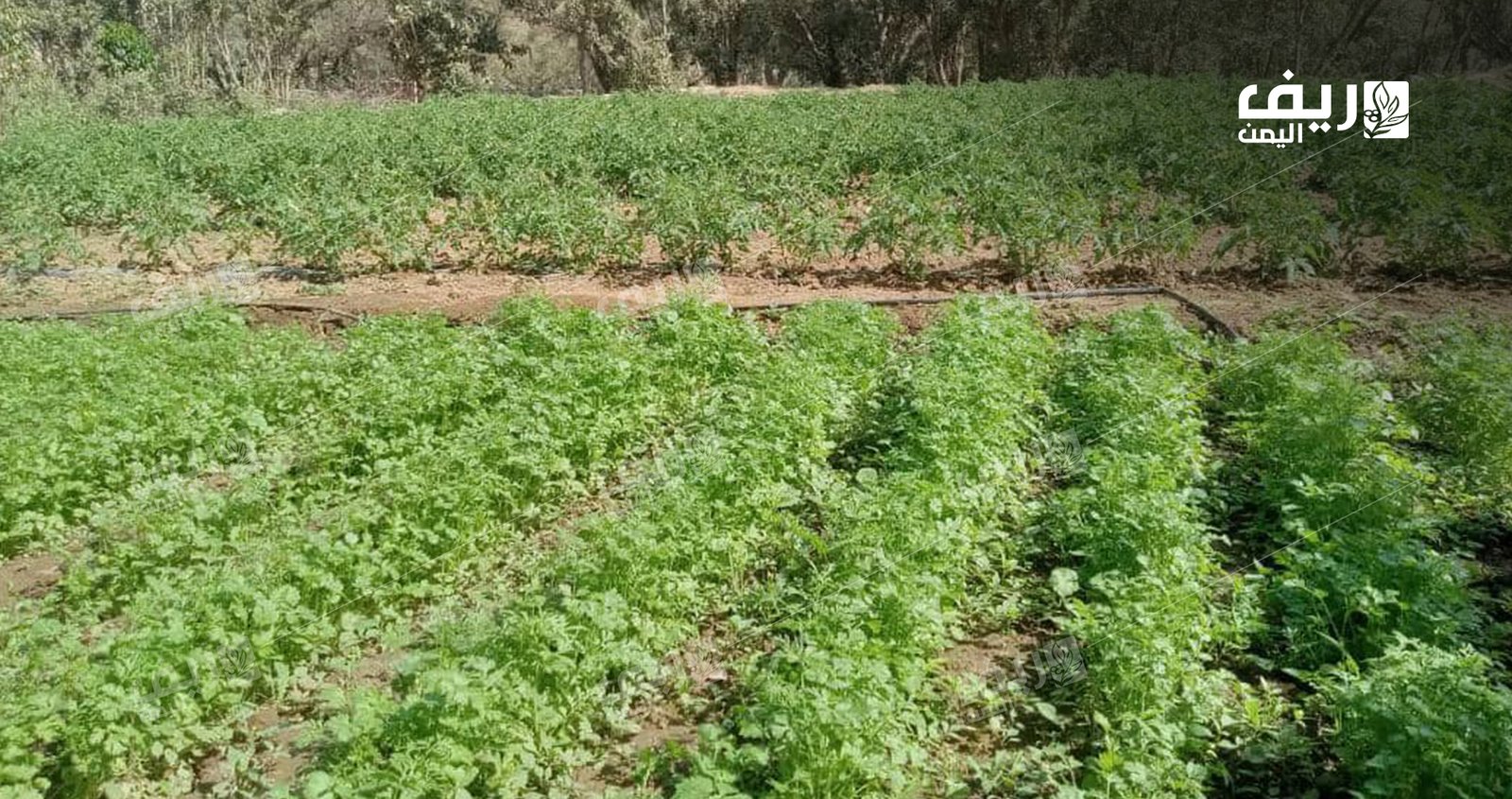 الزراعة الرمضانية.. الحفاظ على إرث الأجداد