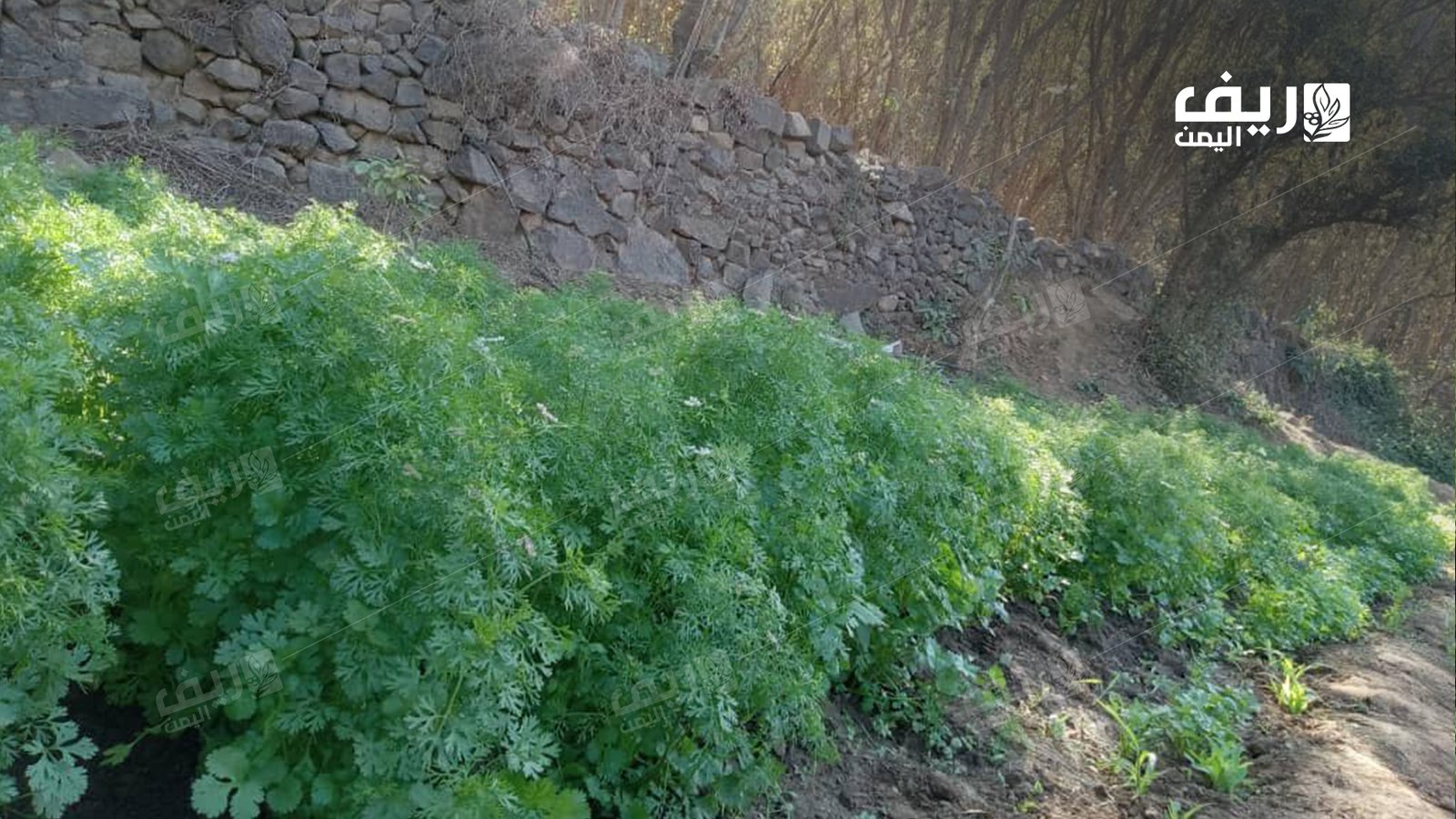 الزراعة الرمضانية.. الحفاظ على إرث الأجداد