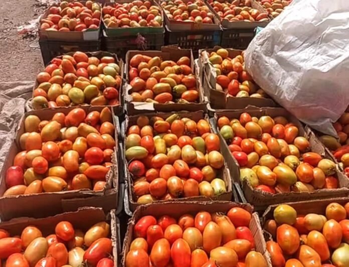 مزارعو الطماطم في ‹دلتا تُبن› بين الخسارة والإفلاس