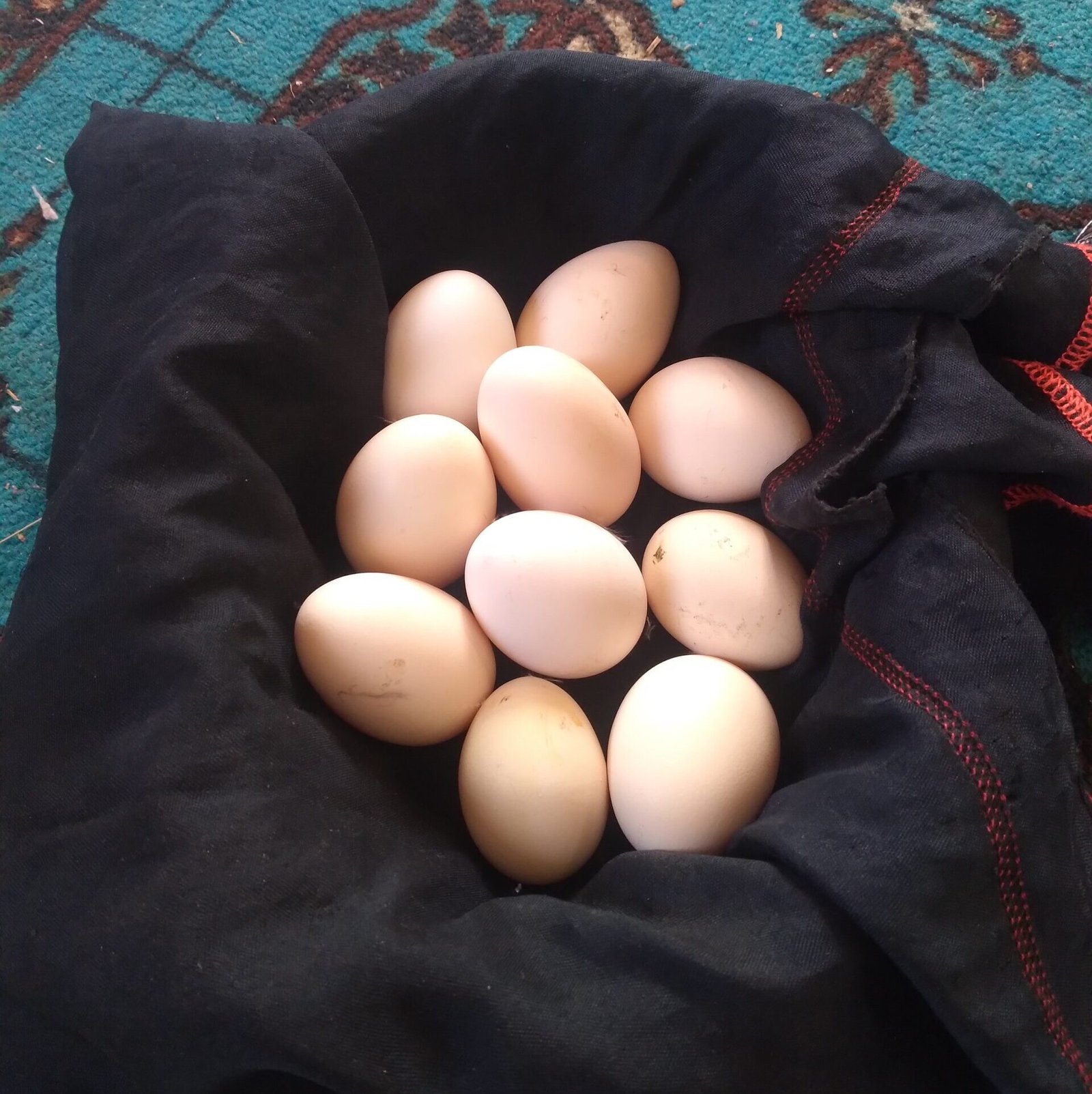 ‹المواشي والدواجن› مورد اقتصادي للنساء في ريف إب