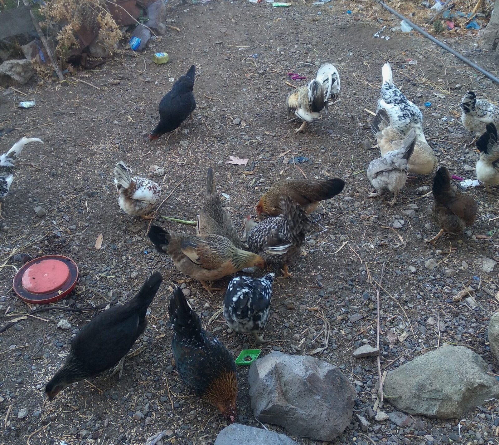 ‹المواشي والدواجن› مورد اقتصادي للنساء في ريف إب