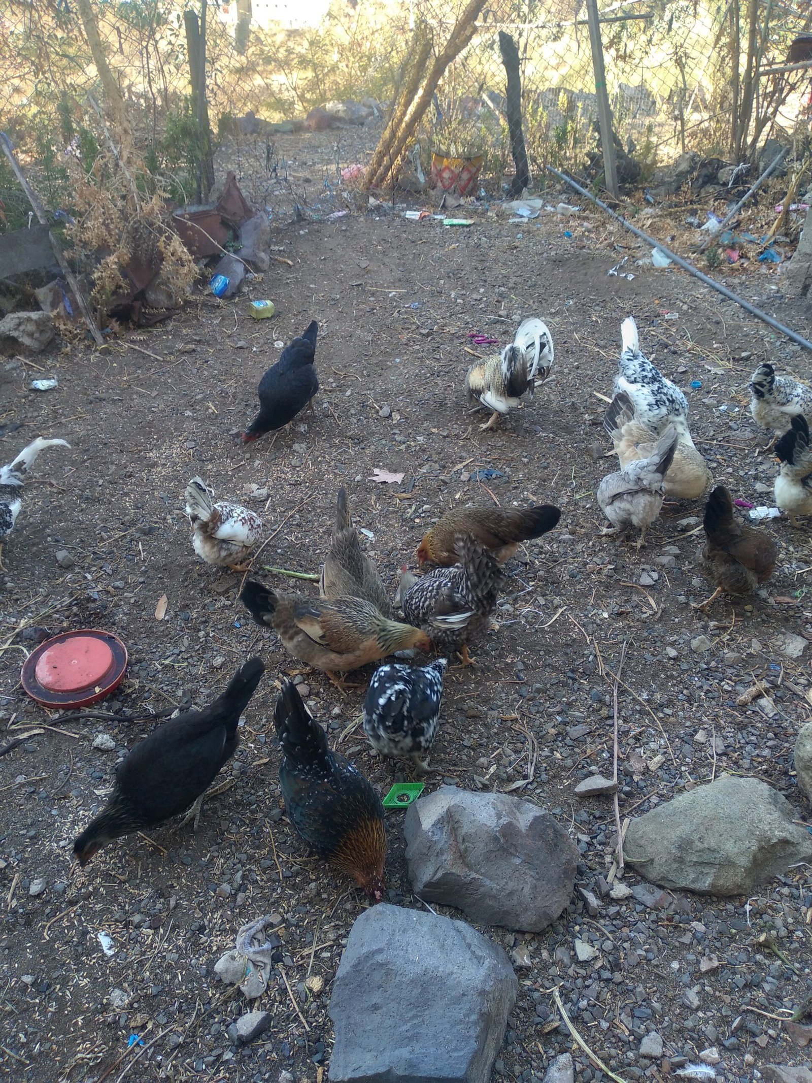 ‹المواشي والدواجن› مورد اقتصادي للنساء في ريف إب