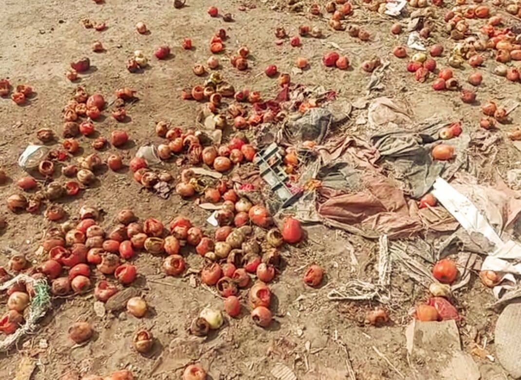 مزارعو الطماطم في ‹دلتا تُبن› بين الخسارة والإفلاس