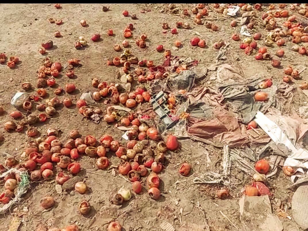 مزارعو الطماطم في دلتا تُبن بين الخسارة والإفلاس